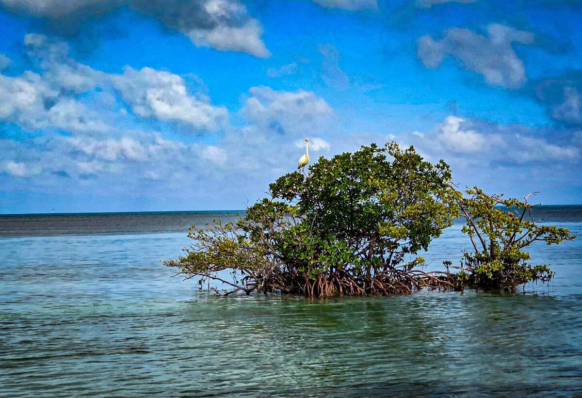 Snorkeler over shallow seagrass and clear blue water