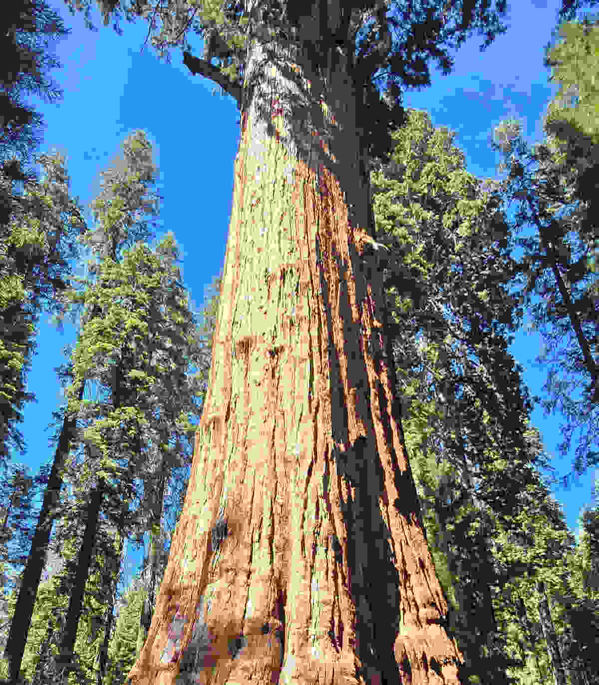Giant sequoia trees in Sequoia National Park with sunlight filtering through branches